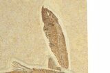 Four Detailed Fossil Fish (Knightia) - Wyoming #240375-4